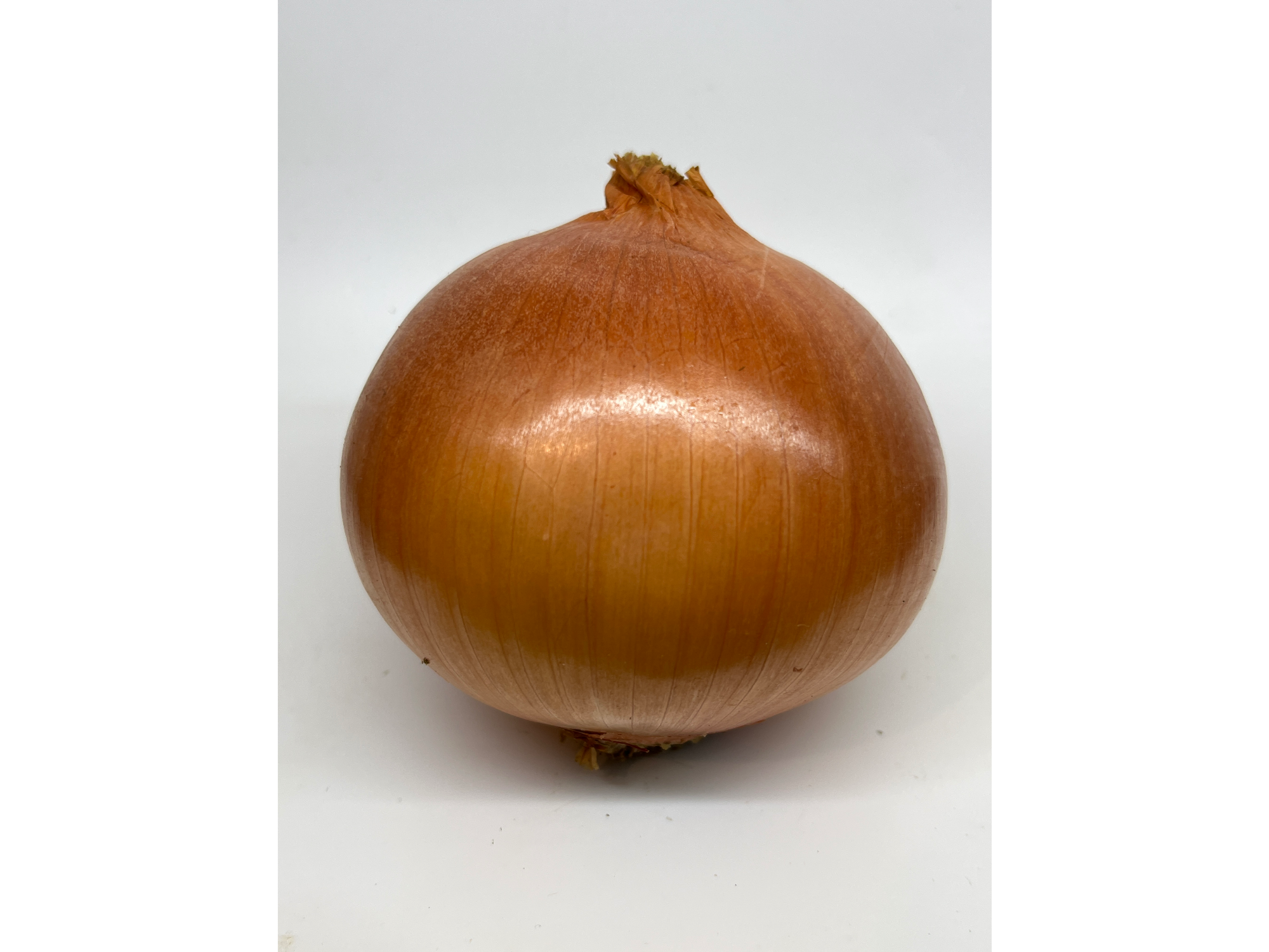 Cebolla
