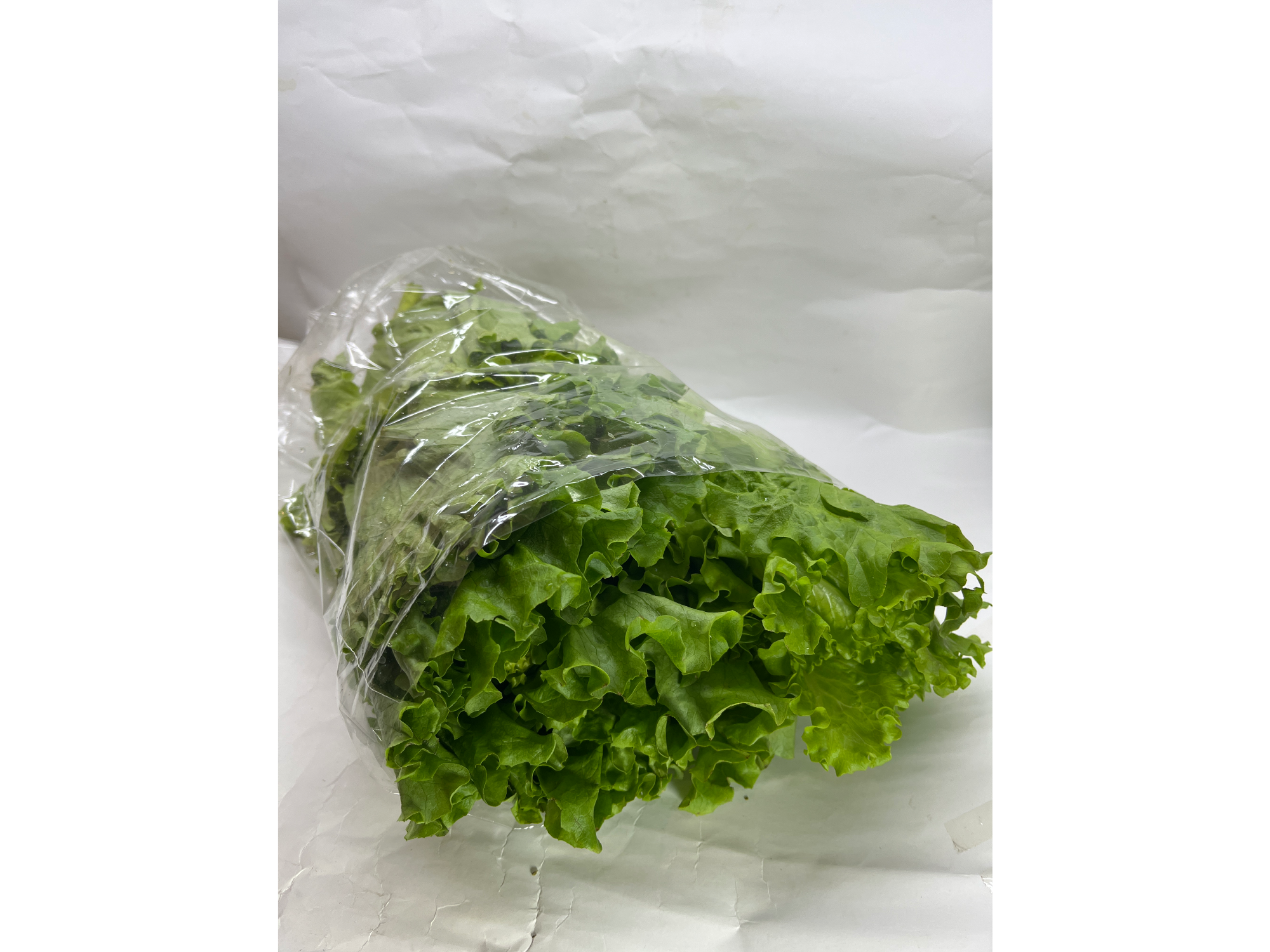 Lechuga Hidropónica