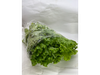 Lechuga Hidropónica