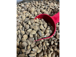 Almendras Guara mediana