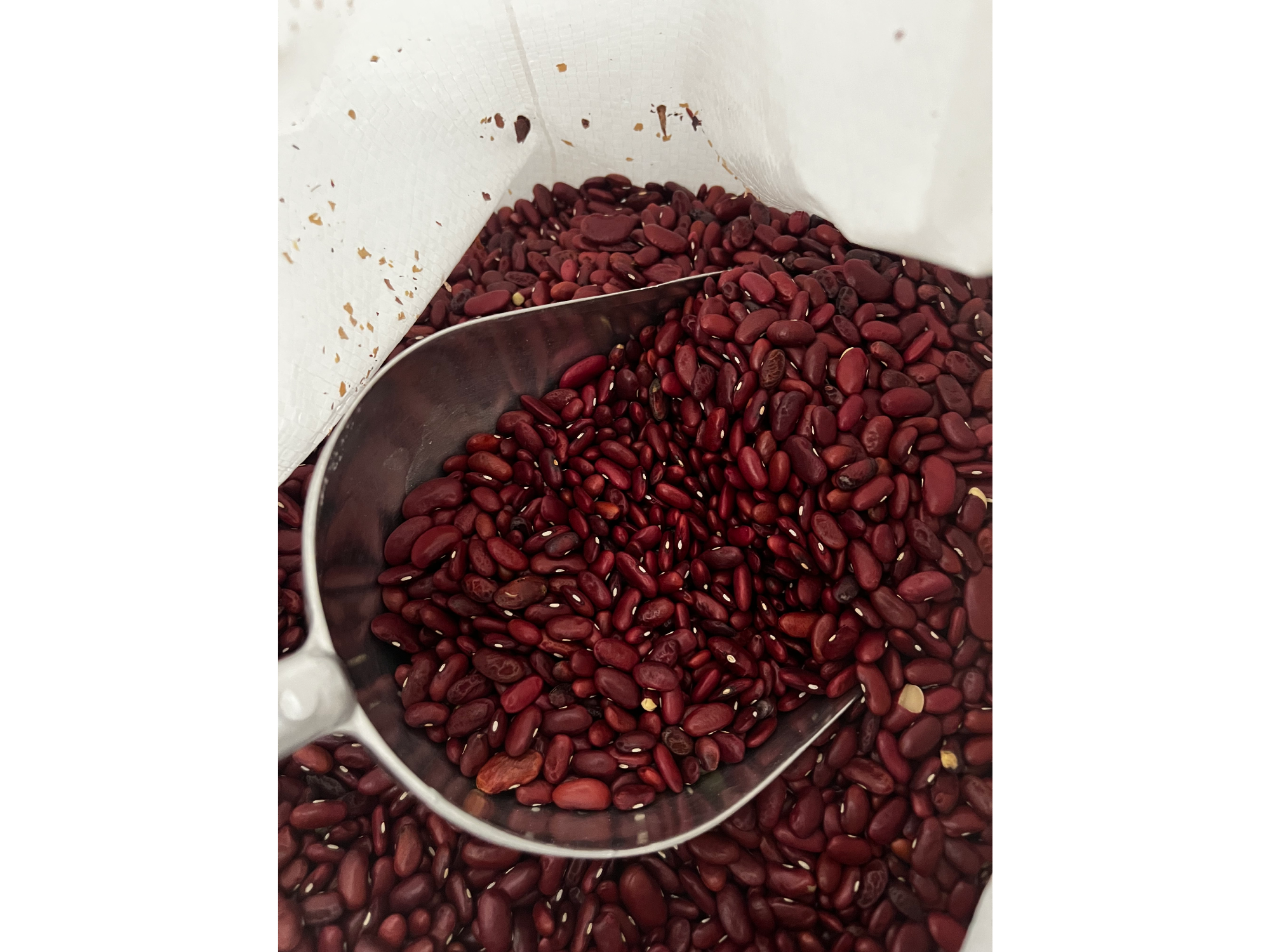 Poroto Rojo