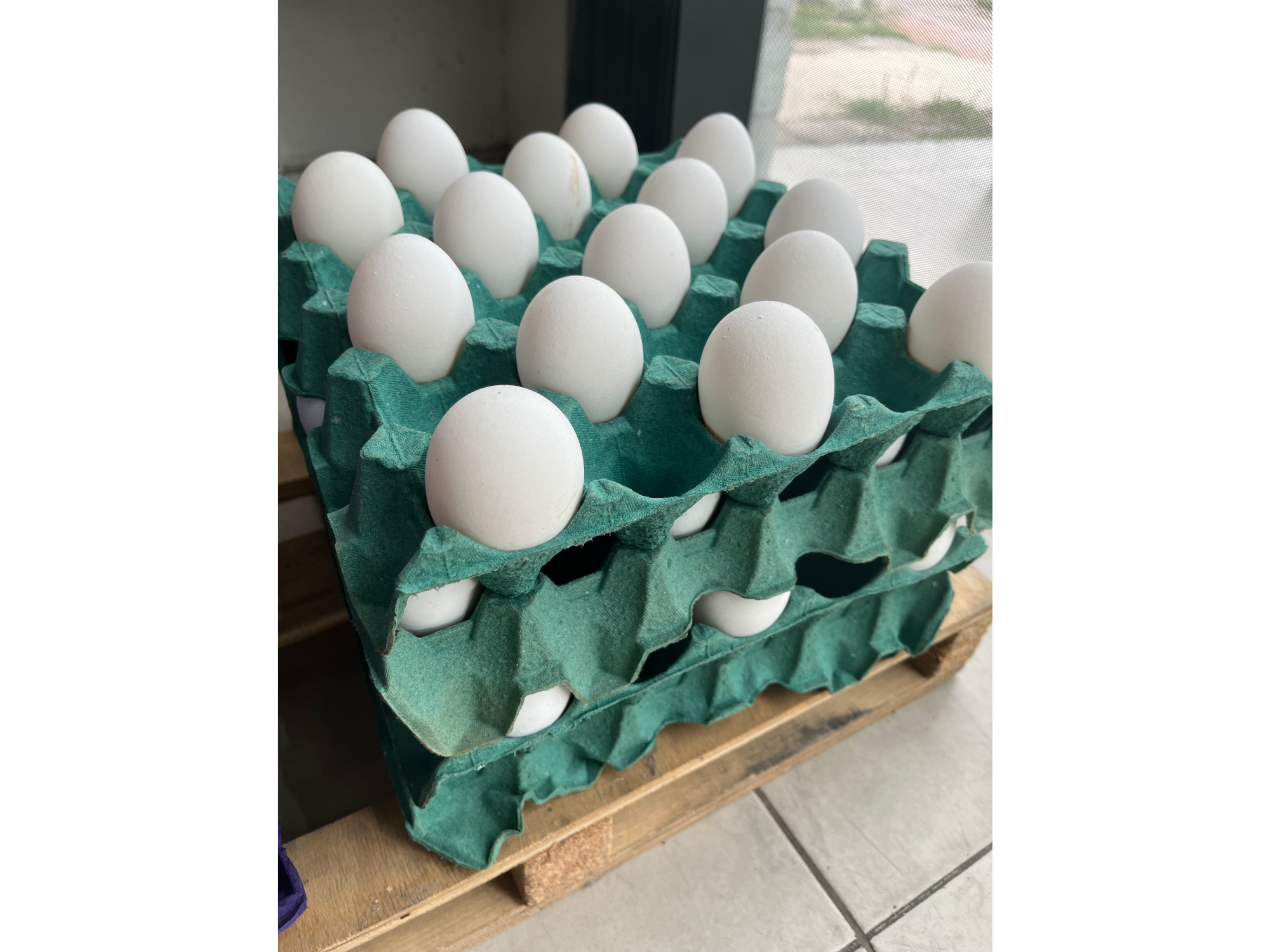 Maples de huevos SUPER GRANDE