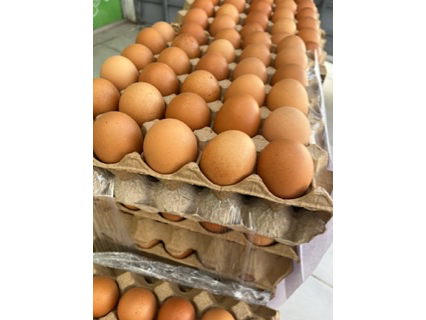 Maple de huevos Medianos ( 2kg c/ maple)