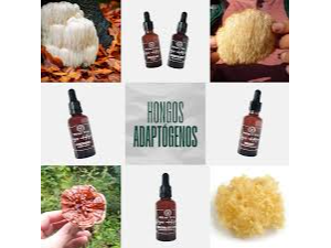 HONGOS ADAPTOGENOS