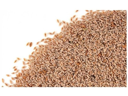SEMILLA DE PSYLLIUM