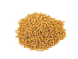 Semilla de mostaza amarilla X 1 KG