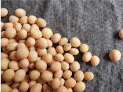 Poroto de soja X 1 KG