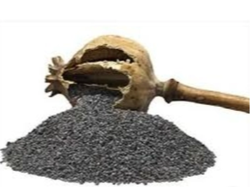 Semilla de amapola azul X 1 KG