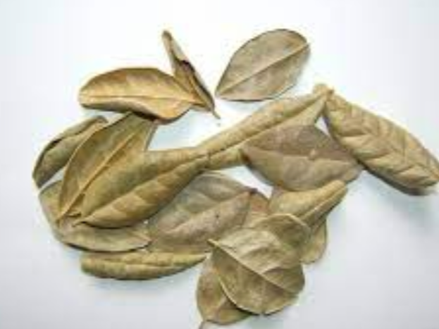 Boldo en hojas x 500gr