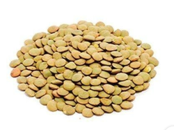 Lentejón Canada X 1 KG