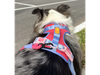 Comfort Harness Pink