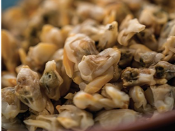 BERBERECHO precios x kilo