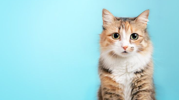 Alimentos para gatos