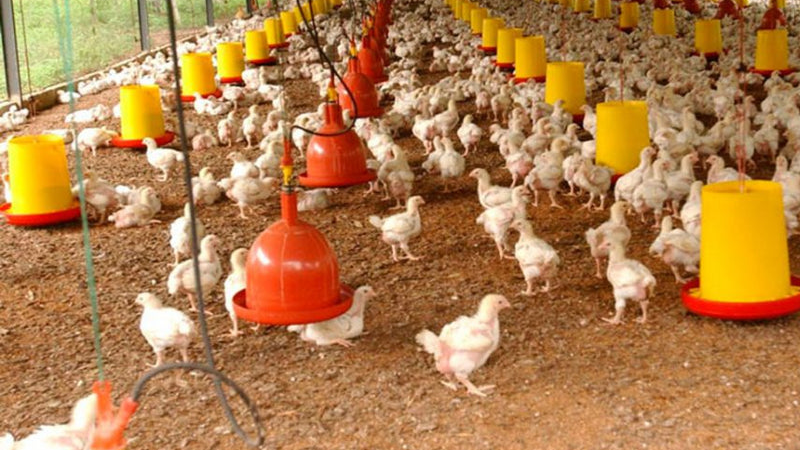 Implementos avícolas