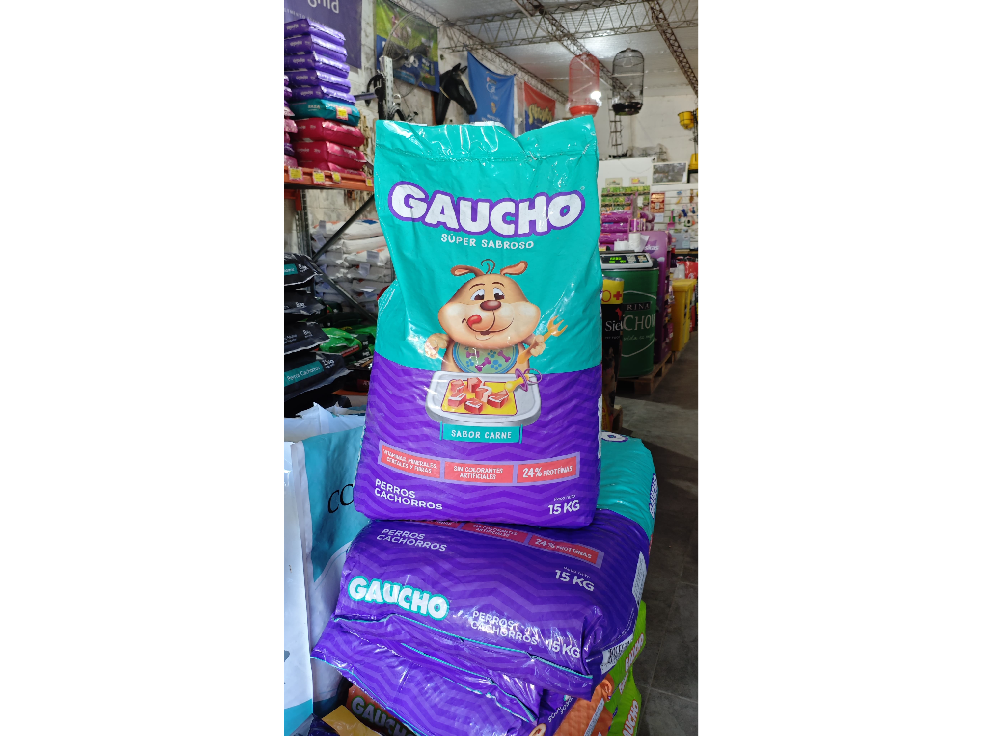 Gaucho cachorro