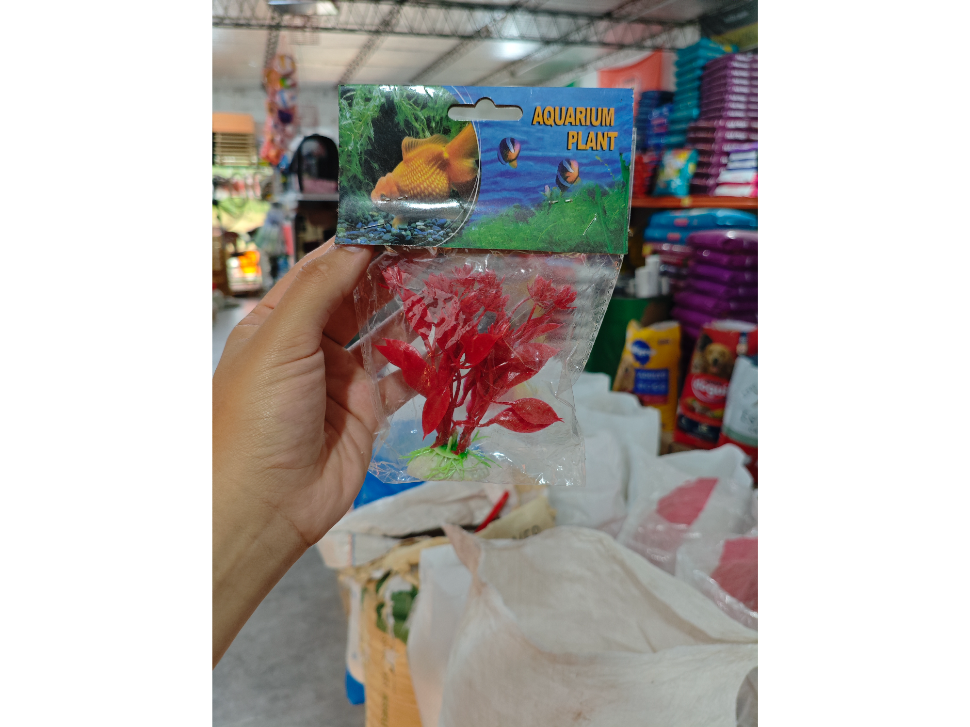 Plantas decorativas para pecera