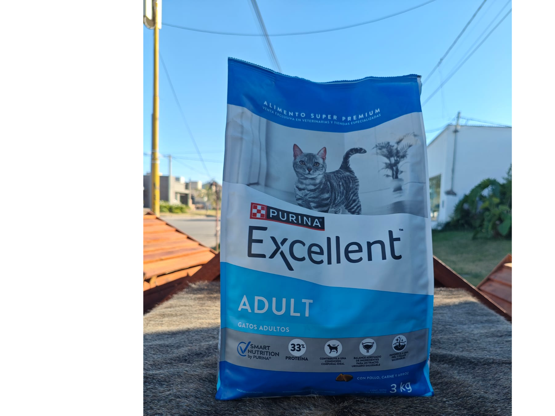 Excellent Gatos adultos