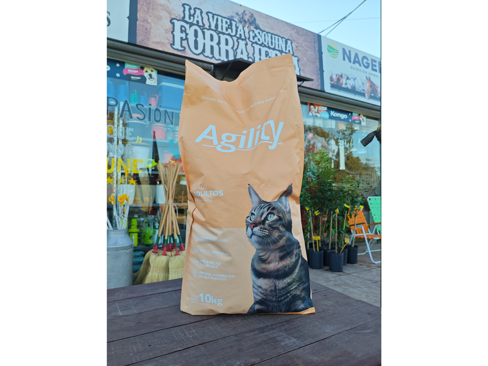 Agility Gatos Adultos