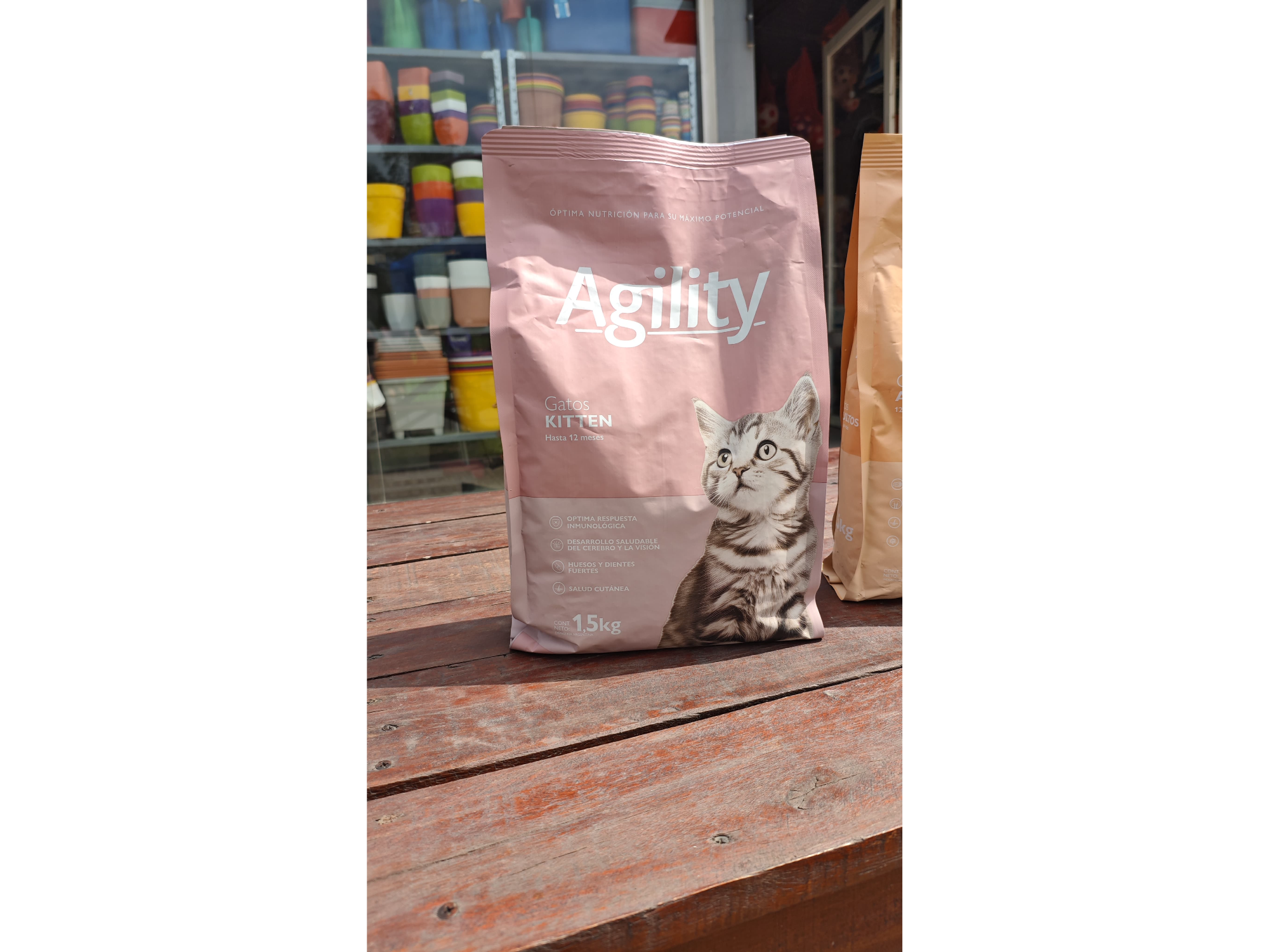 AGILITY kitten