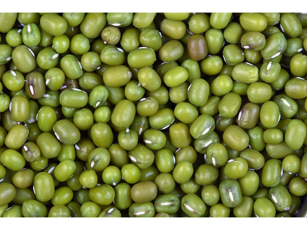Porotos Mung