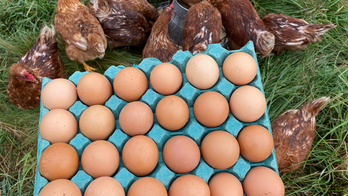 Huevos Pastoriles