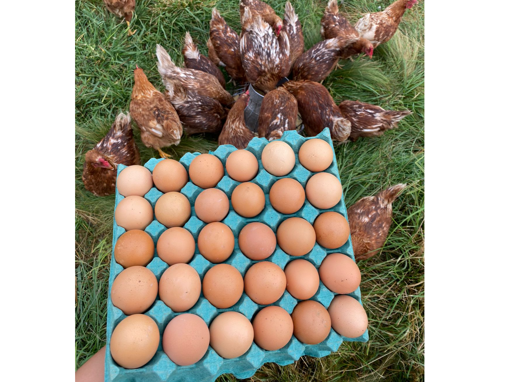 Huevos pastoriles de Mercado Sano