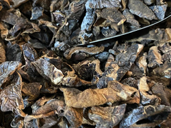 HONGOS DE PINO