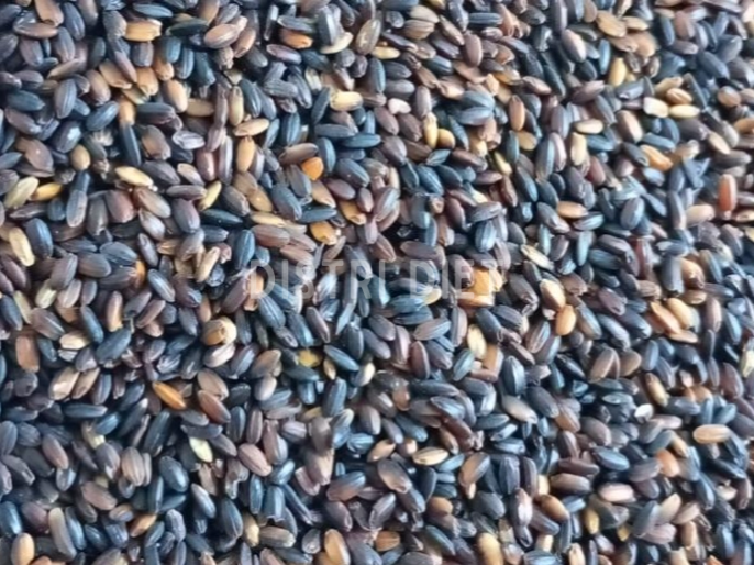 ARROZ NEGRO