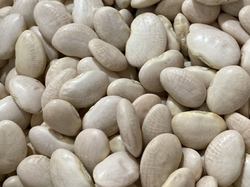POROTO PALLARES