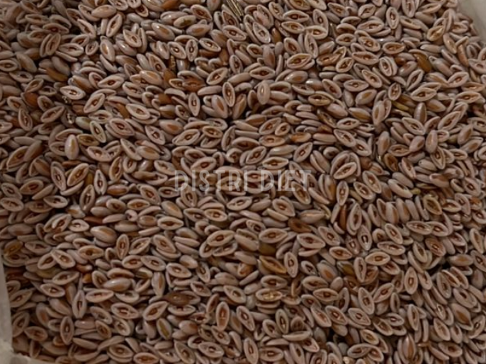 SEMILLA DE PSYLLIUM 1 KG