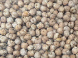 GARBANZO
