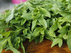 MENTA