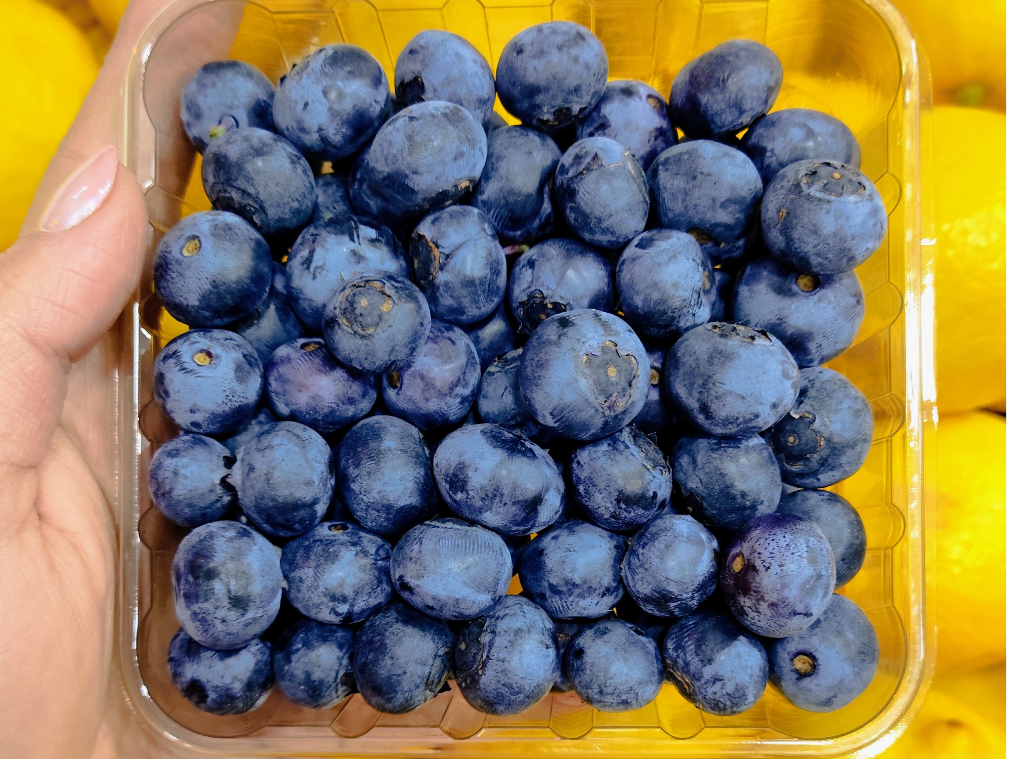 ARÁNDANOS