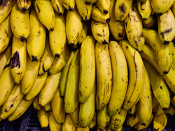 BANANA BOLIVIA