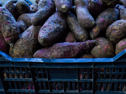 BATATA COLORADA
