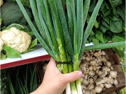 CEBOLLITA DE VERDEO