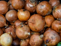 CEBOLLA