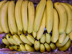 BANANA ECUADOR