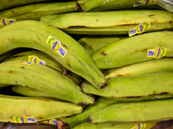 PLATANO