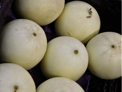 MELON ROCÍO