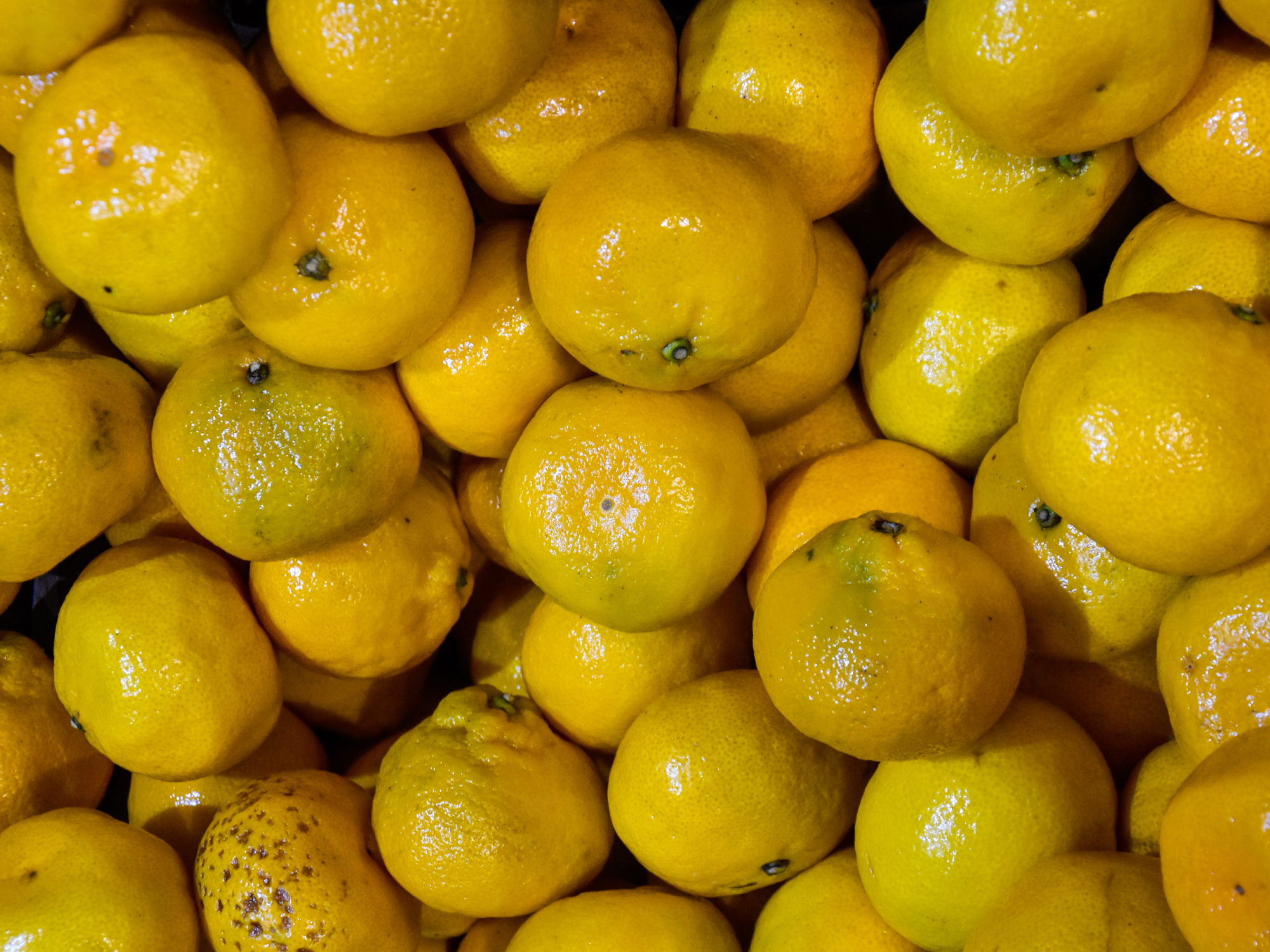 MANDARINA criolla