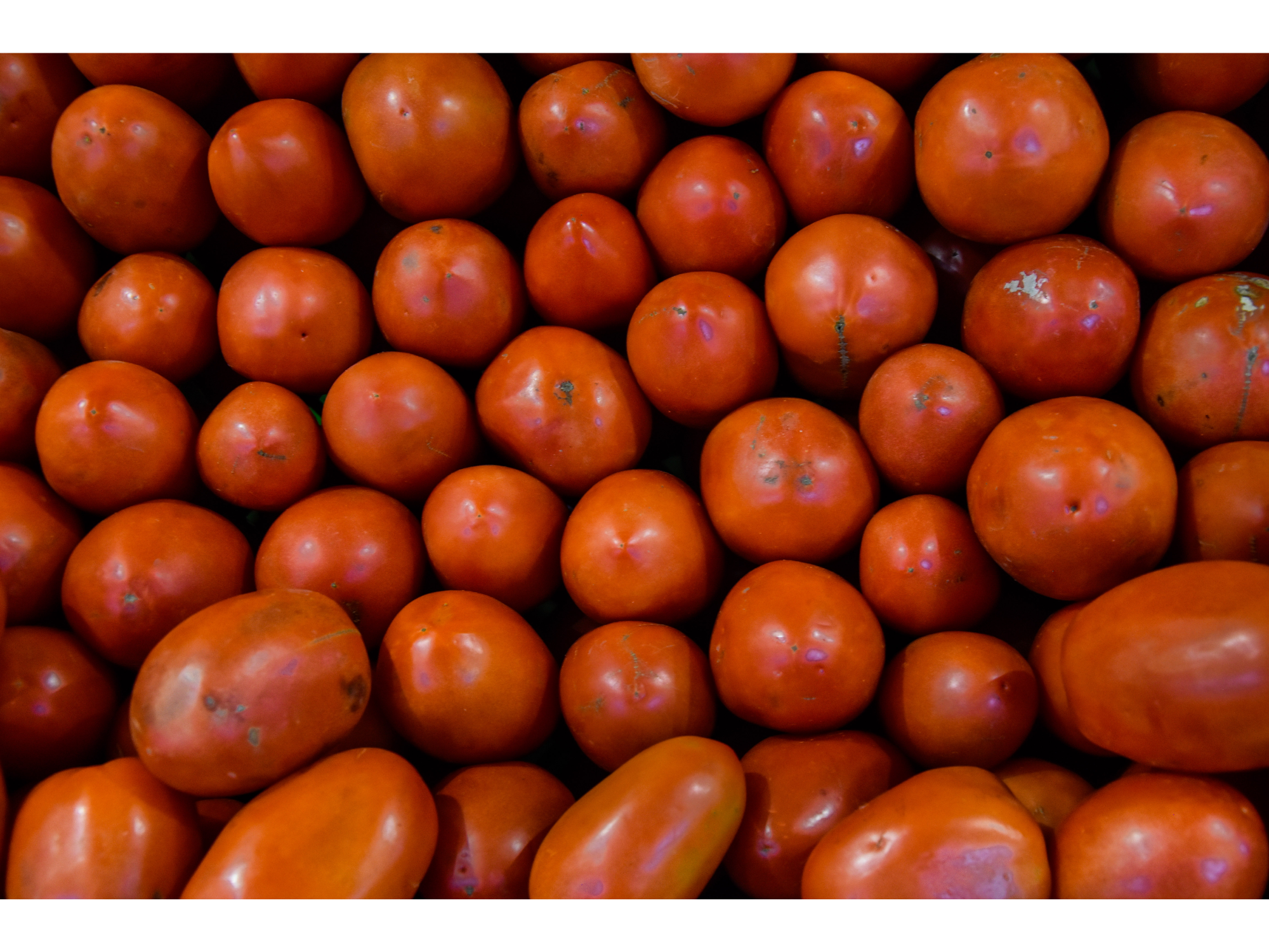 TOMATE PERITA
