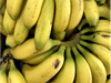 BANANA BOLIVIA