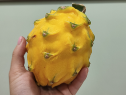 PITAHAYA AMARILLA