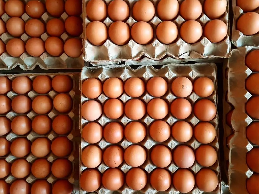 HUEVO DE CAMPO
