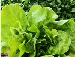 LECHUGA MANTECOSA