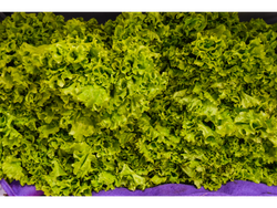 LECHUGA CRESPA