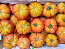 TOMATE EUROPA