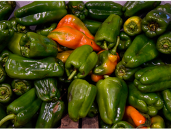 MORRON VERDE
