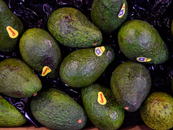 PALTA HASS